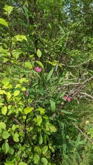 Lathyrus sylvestris