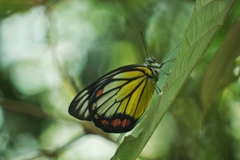 Delias hyparete luzonensis