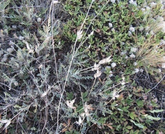 Astragalus vesicarius