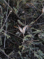 Astragalus vesicarius
