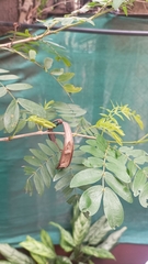 Fabaceae