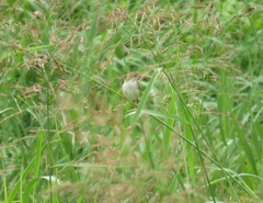 Cisticola juncidis brunniceps