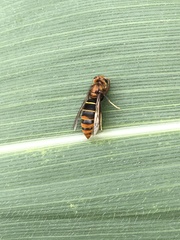 Vespula orbata