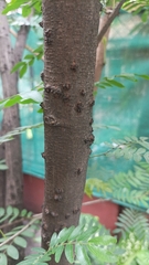 Fabaceae