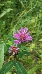 Trifolium medium