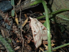 Diarsia esurialis