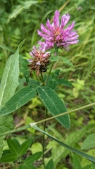 Trifolium medium