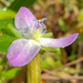 Marsh Dewflower - Photo (c) grinnin, some rights reserved (CC BY-NC), uploaded by grinnin