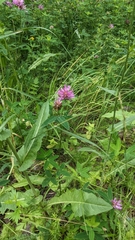 Trifolium medium