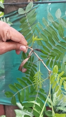 Fabaceae