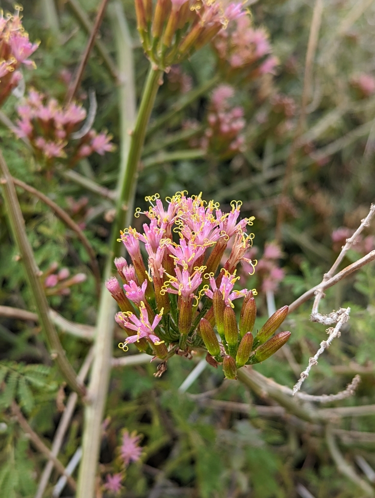 Kleinia breviflora