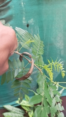 Fabaceae