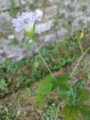 Geranium versicolor