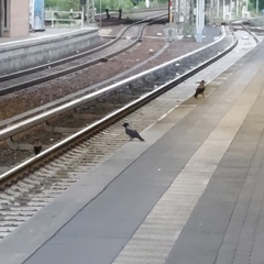 Corvus cornix