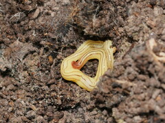 Fletchamia mediolineata