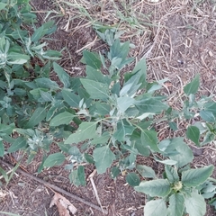 Chenopodium album