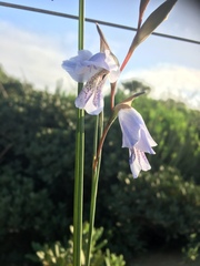 Gladiolus caeruleus