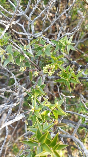 Image of Shiny Ground-Berry (Acrotriche patula) by (c) Rosalie Lawrence, some rights reserved (CC BY)