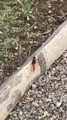 Erythemis mithroides