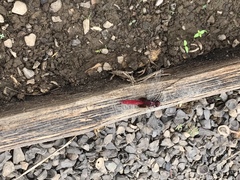 Erythemis mithroides