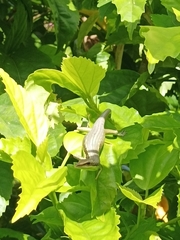 Emoia cyanogaster