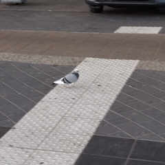 Columba livia domestica