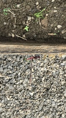 Erythemis mithroides