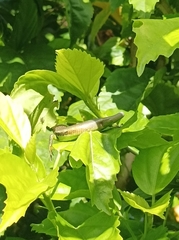 Emoia cyanogaster
