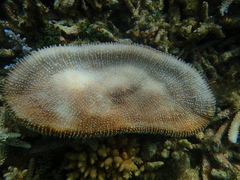 Ctenactis