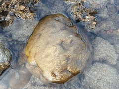 Alveopora