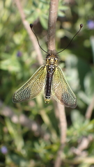 Libelloides ictericus