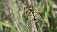 Libelloides ictericus