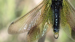 Libelloides ictericus