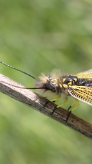 Libelloides ictericus