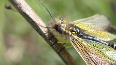 Libelloides ictericus