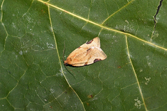 Paramesia gnomana