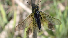 Libelloides ictericus