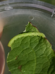 Geometra papilionaria