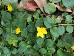 Lysimachia nummularia