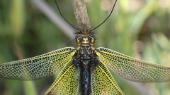 Libelloides ictericus