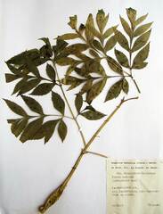 Angelica dahurica