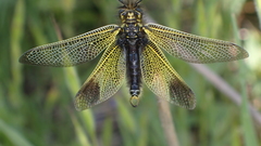 Libelloides ictericus