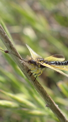 Libelloides ictericus