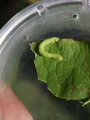 Geometra papilionaria