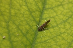 Glyphipterigidae