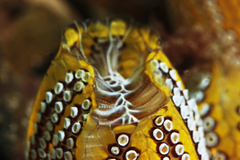 Botrylloides magnicoecus