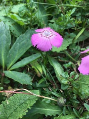 Dianthus alpinus