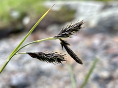 Carex frigida