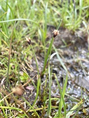 Juncus triglumis
