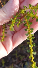 Acacia rhetinocarpa